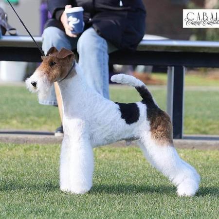Fox Terrier (Wire) for sale by BEAGELEE
