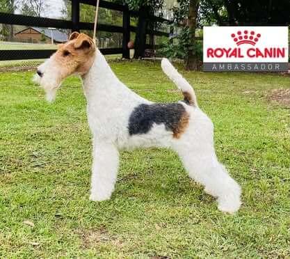 Fox Terrier (Wire) for sale by BEAGELEE