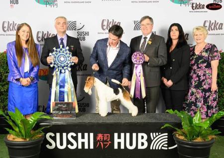 Fox Terrier (Wire) for sale by BEAGELEE