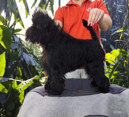 Affenpinscher for sale by BEAGELEE