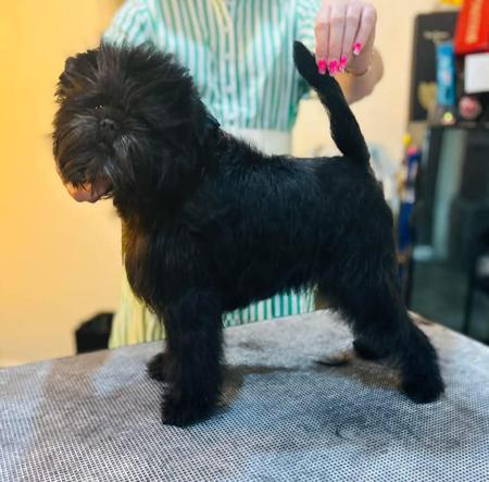 Affenpinscher for sale by BEAGELEE