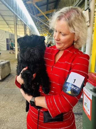 Affenpinscher for sale by BEAGELEE
