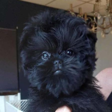 Affenpinscher for sale by BEAGELEE