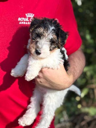 Fox Terrier (Wire) puppy for sale by BEAGELEE