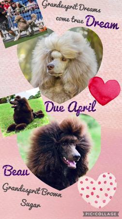 Poodle (Standard) puppy for sale by GRANDESPRIT