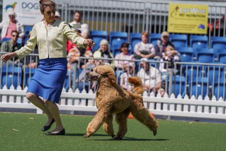 Poodle (Standard) puppy for sale by GRANDESPRIT
