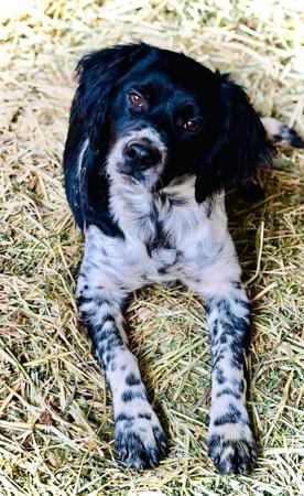 Brittany for sale by GRANDESPRIT
