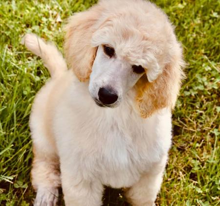 Poodle (Standard) for sale by GRANDESPRIT