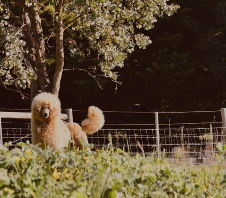 Poodle (Standard) for sale by GRANDESPRIT