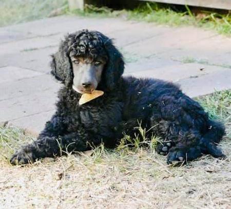 Poodle (Standard) for sale by GRANDESPRIT