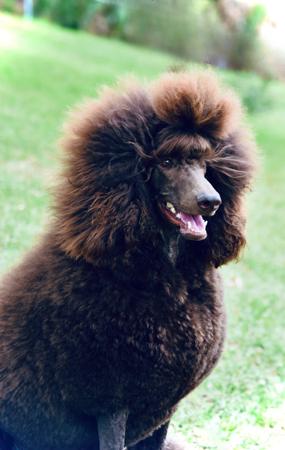 Poodle (Standard) for sale by GRANDESPRIT