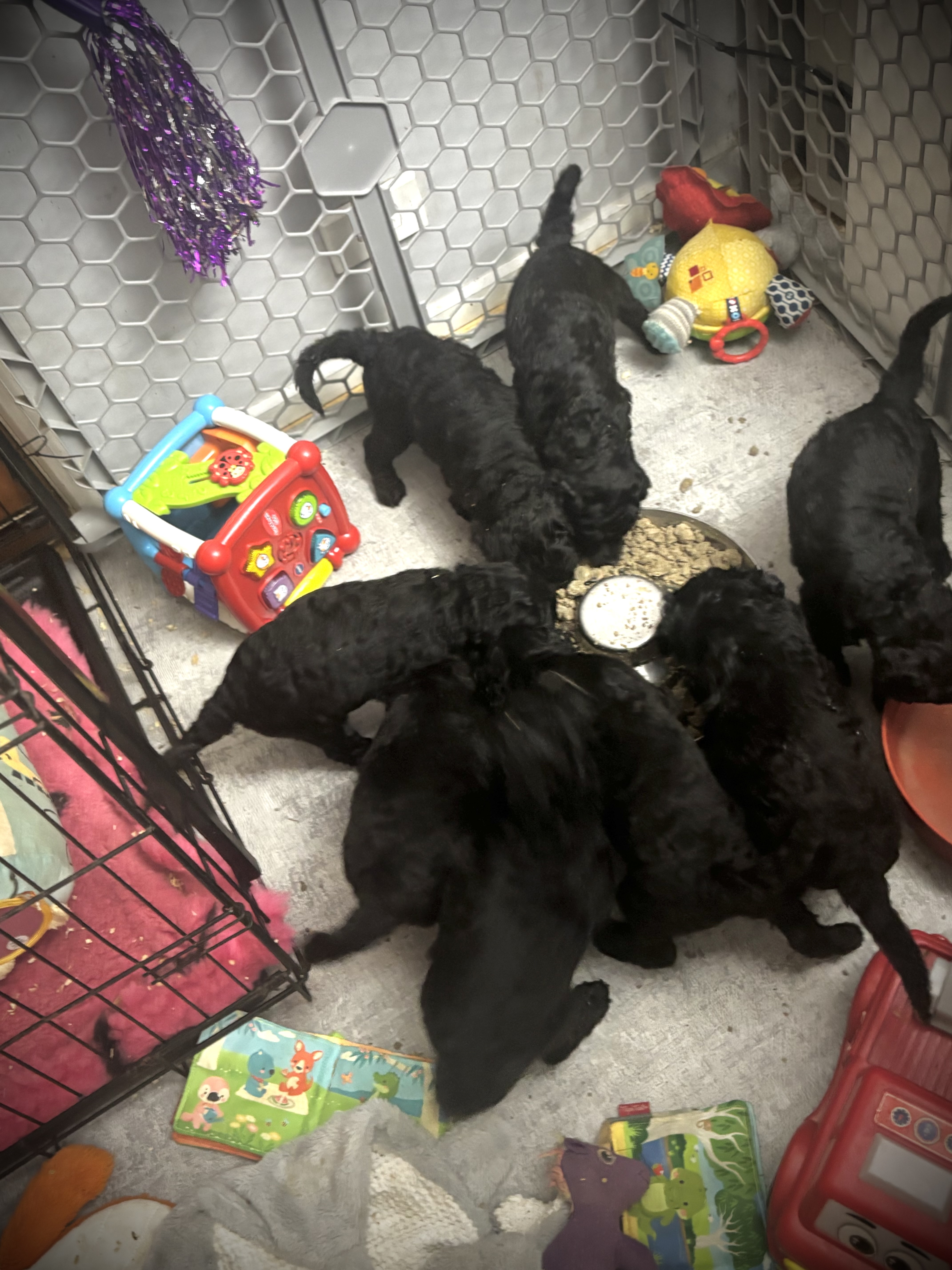 Poodle (Standard) for sale by GRANDESPRIT