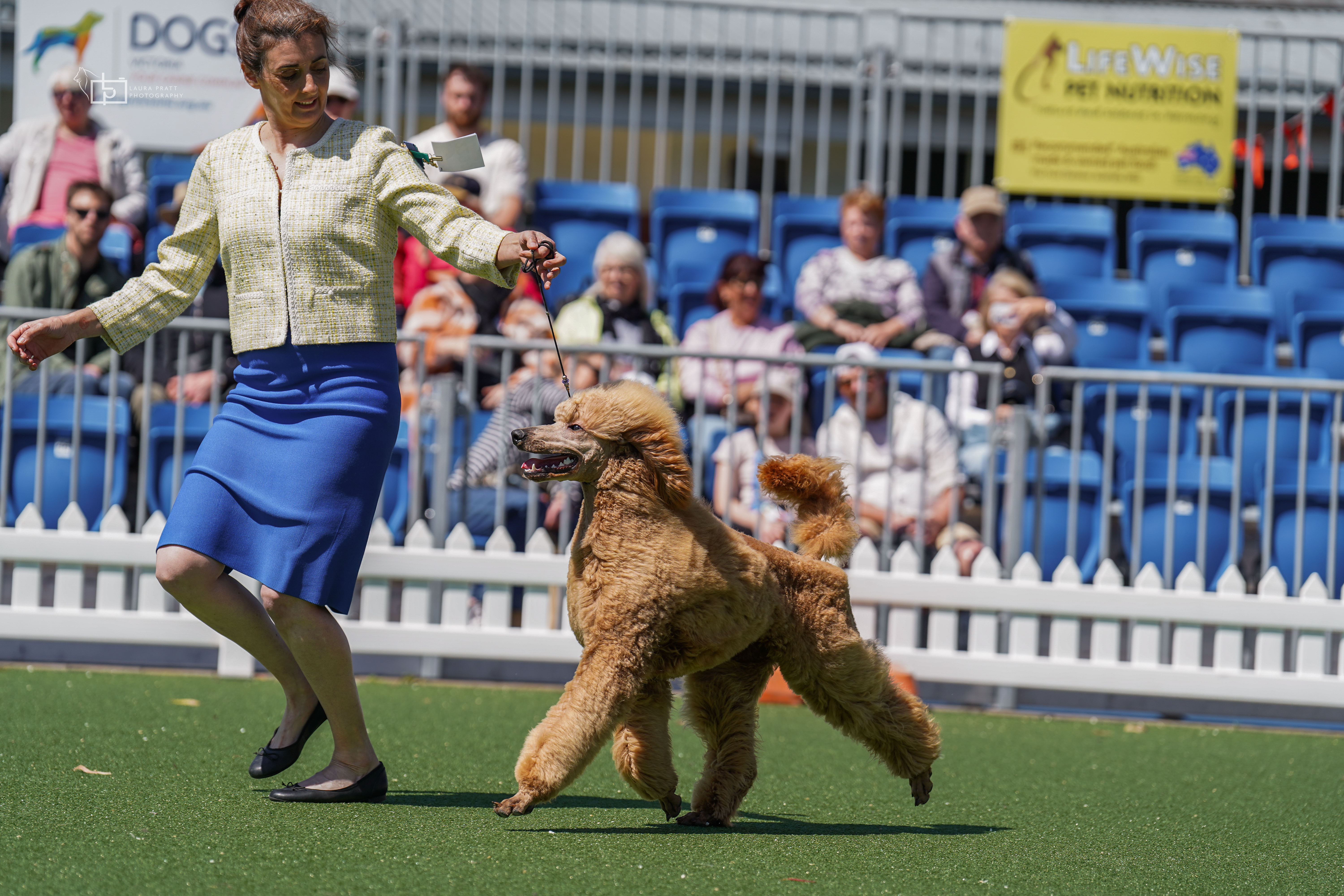 Poodle (Standard) for sale by GRANDESPRIT