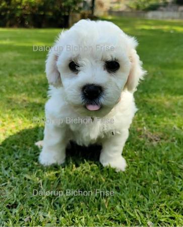 Bichon Frise for sale by DALORUP