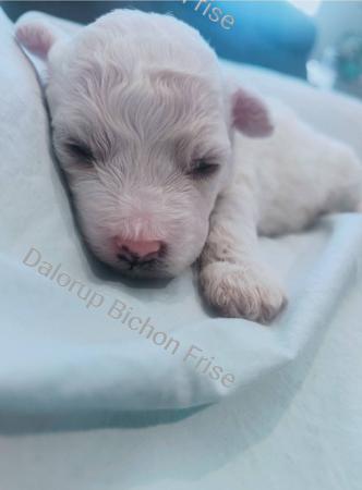 Bichon Frise for sale by DALORUP
