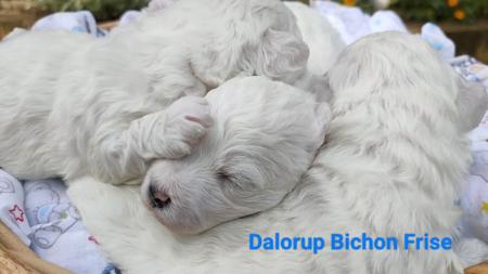 Bichon Frise for sale by DALORUP