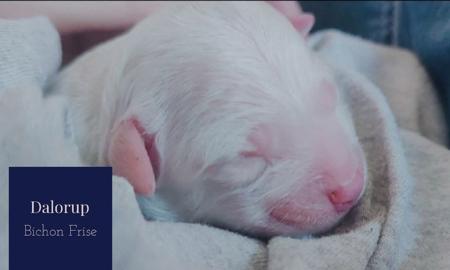 Bichon Frise for sale by DALORUP