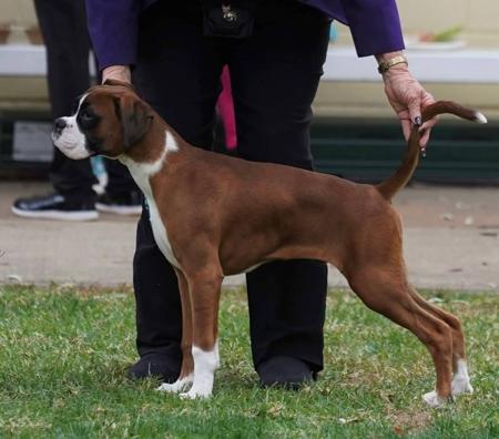 Boxer for sale by KPEEK