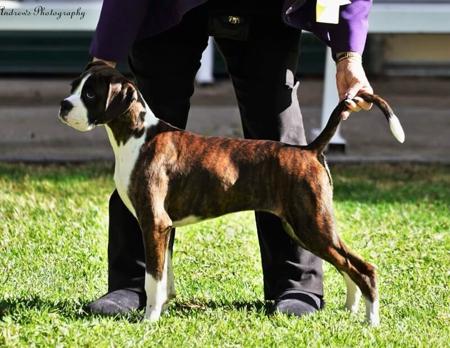 Boxer for sale by MOONGLADE