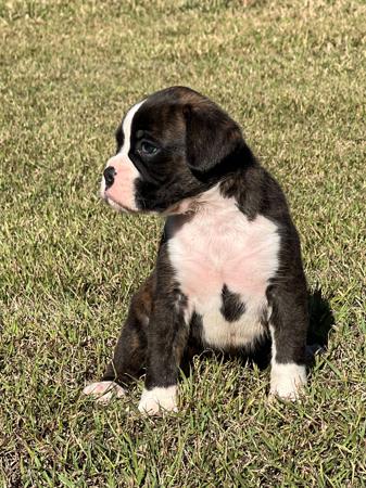 Boxer for sale by MOONGLADE