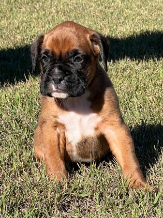 Boxer for sale by MOONGLADE