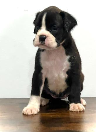 Boxer for sale by MOONGLADE