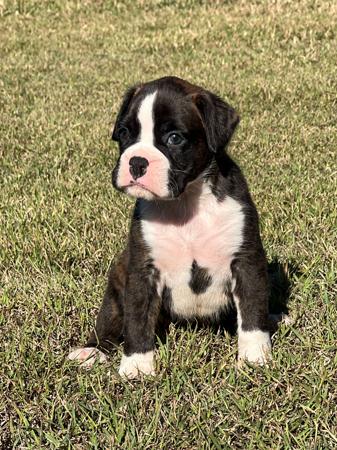 Boxer puppy for sale by KPEEK