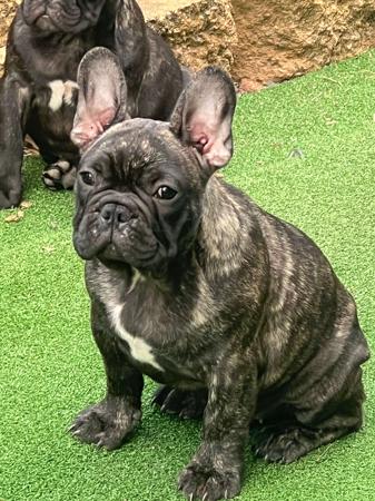 French Bulldog puppy for sale by KPEEK