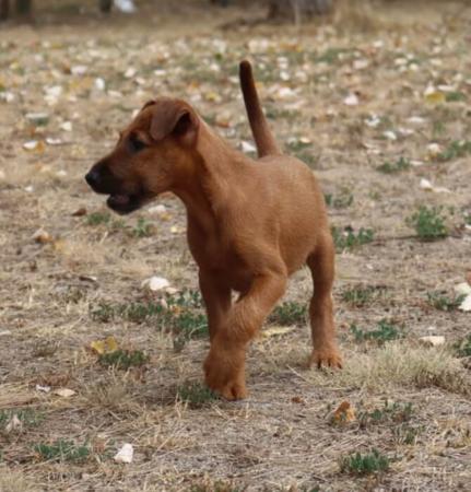 Irish Terrier for sale by KEASARGE