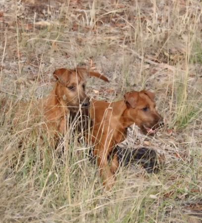 Irish Terrier for sale by KEALINE