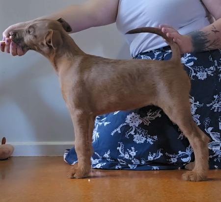 Irish Terrier for sale by KEALINE