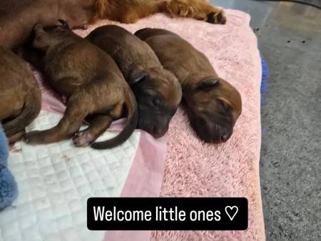 Irish Terrier for sale by KEALINE