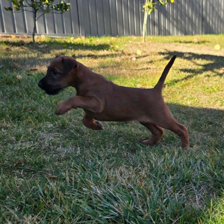 Irish Terrier for sale by KEALINE