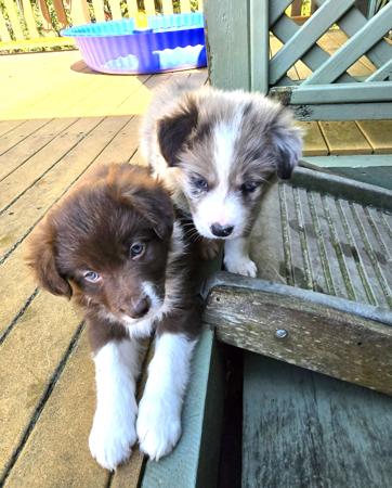 Border Collie puppy for sale by WOTTAPUD