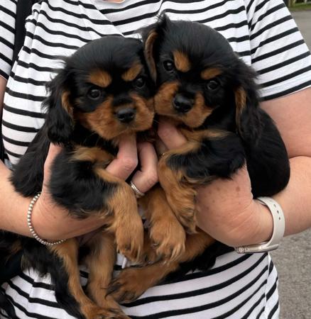 Cavalier King Charles Spaniel puppy for sale by ARUNDELL