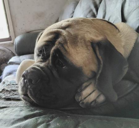 Mastiff for sale by CADFELL