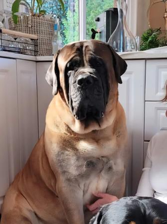 Mastiff for sale by CADFELL
