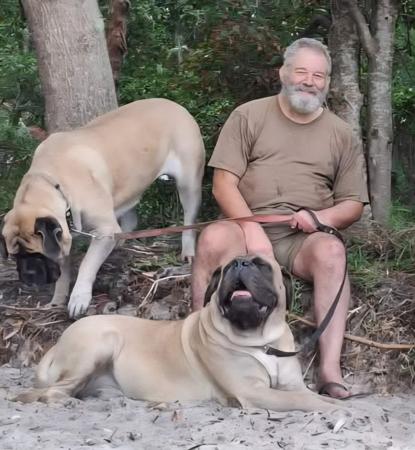 Mastiff for sale by CADFELL