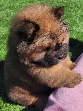 Chow Chow for sale by SHENDARA 