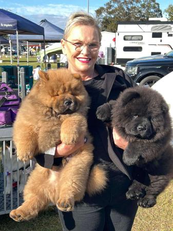 Chow Chow for sale by SHENDARA