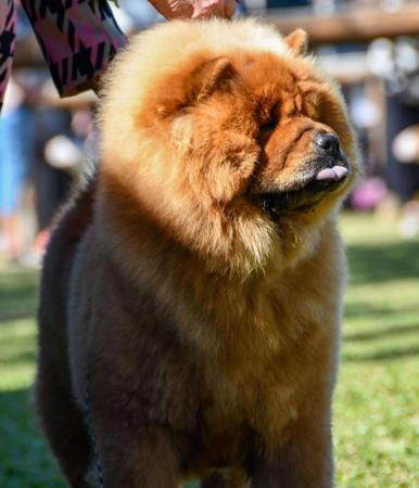 Chow Chow for sale by SHENDARA 