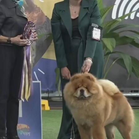 Chow Chow for sale by SHENDARA 