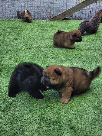 Chow Chow for sale by SHENDARA 