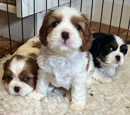 Cavalier King Charles Spaniel for sale by CAVINGTON