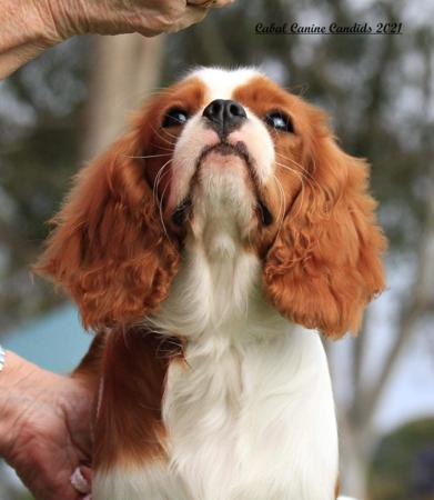 Cavalier King Charles Spaniel for sale by CAVINGTON