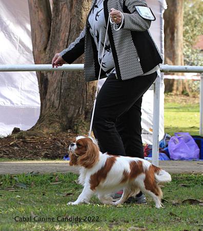 Cavalier King Charles Spaniel for sale by CAVINGTON