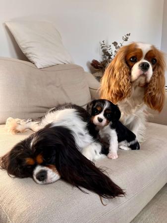 Cavalier King Charles Spaniel for sale by CAVINGTON