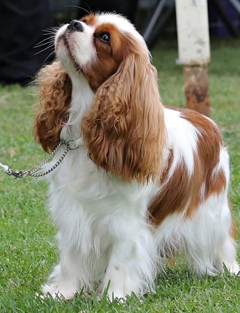 Cavalier King Charles Spaniel for sale by CAVINGTON