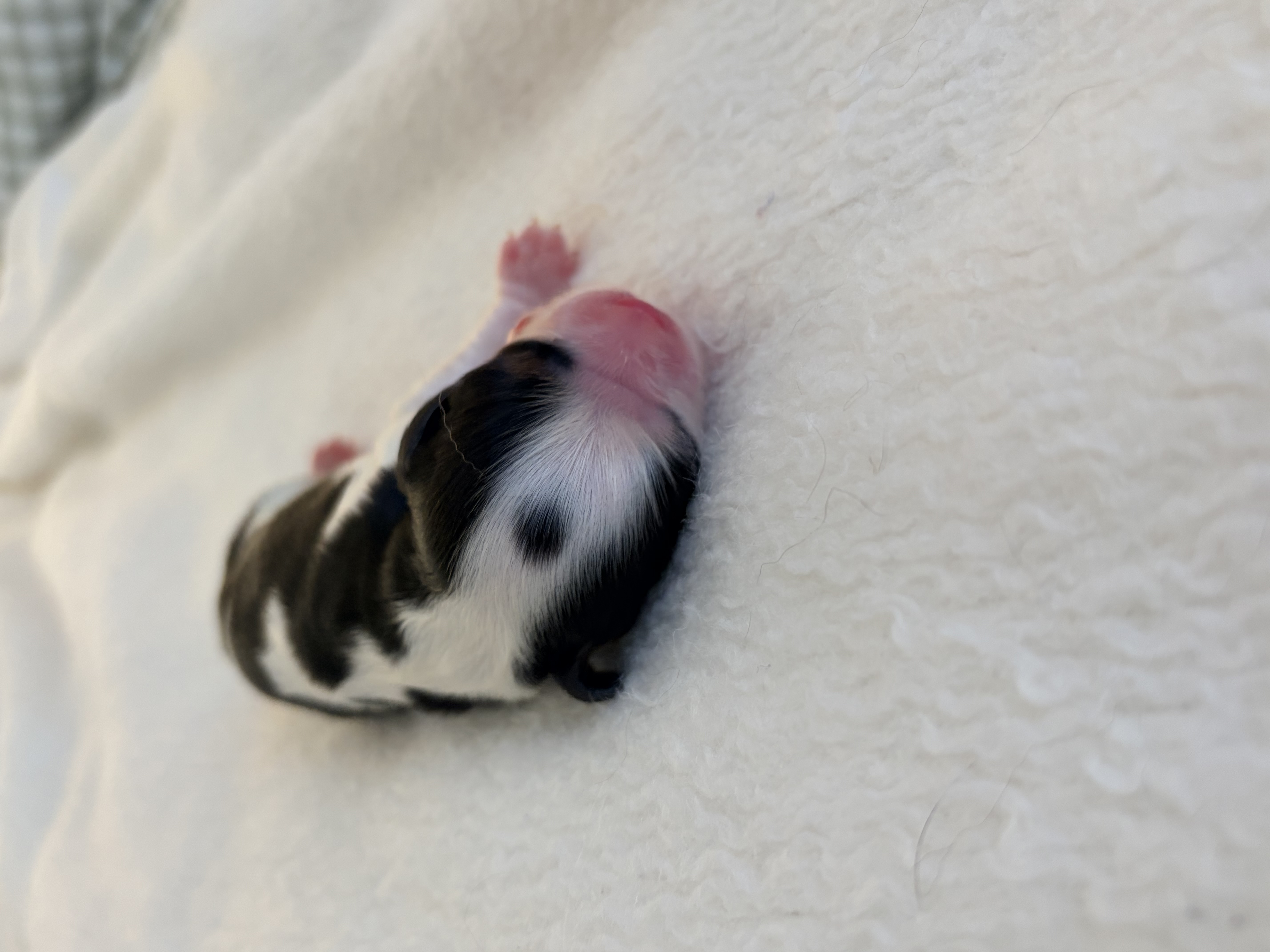 Cavalier King Charles Spaniel for sale by CAVINGTON