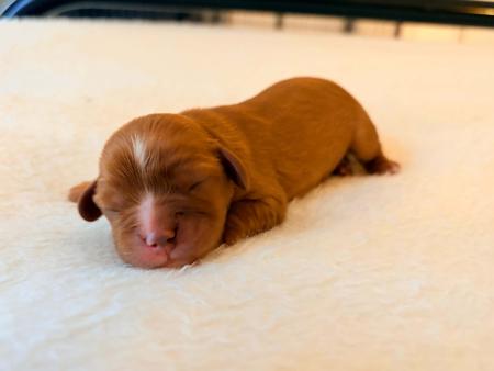 Cavalier King Charles Spaniel for sale by CAVINGTON